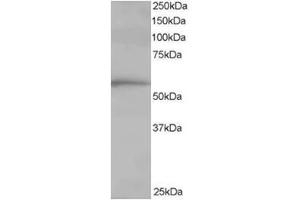Image no. 1 for anti-T-Complex 1 (TCP1) (C-Term) antibody (ABIN374406) (TCP1 alpha/CCTA 抗体  (C-Term))