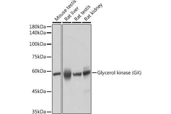 Glycerol Kinase 抗体