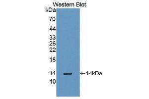 Western Blotting (WB) image for anti-Carcinoembryonic Antigen-Related Cell Adhesion Molecule 1 (CEACAM1) (AA 36-145) antibody (ABIN1077902) (CEACAM1 抗体  (AA 36-145))