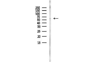 Western blot analysis of lysates from  cells(heat-shock, 45 min treatment), using NRAMP1 Antibody at 1/1000 dilution.