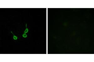 Peptide - +Western blot analysis of extracts from HUVEC cells, using GPR150 antibody. (GPR150 抗体  (Internal Region))