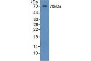 Detection of Recombinant OPN, Human using Polyclonal Antibody to Osteopontin (OPN) (Osteopontin 抗体  (AA 17-287))