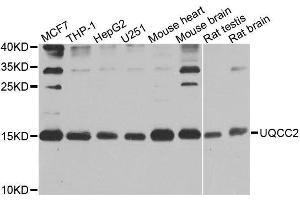 Western blot analysis of extracts of various cell lines, using UQCC2 antibody. (MNF1 抗体  (AA 14-126))