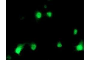 Anti-HSPBP1 mouse monoclonal antibody (ABIN2455030) immunofluorescent staining of COS7 cells transiently transfected by pCMV6-ENTRY HSPBP1 (RC201814). (HSPBP1 抗体)