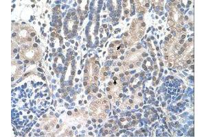 Image no. 1 for anti-Family with Sequence Similarity 174, Member B (FAM174B) (C-Term) antibody (ABIN203451) (FAM174B 抗体  (C-Term))