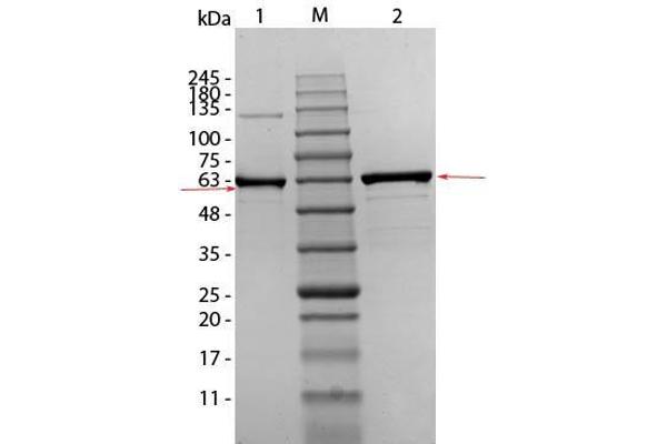 AKT1 Protein (Ser473Ala-Mutant, Thr308Ala-Mutant)