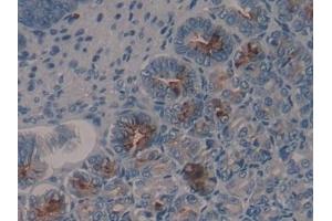 Detection of HDC in Mouse Stomach Tissue using Polyclonal Antibody to Histidine Decarboxylase (HDC) (HDC 抗体  (AA 341-597))