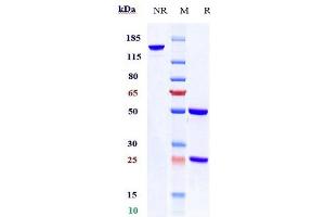 anti-EpCAM (Citatuzumab Biosimilar) antibody