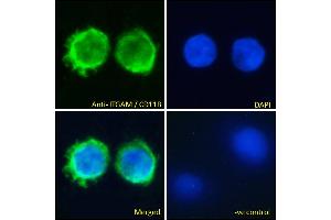 ABIN190775 Immunofluorescence analysis of paraformaldehyde fixed U937 cells, permeabilized with 0. (CD11b 抗体  (Internal Region))