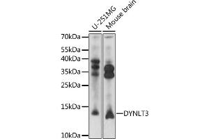 Western blot analysis of extracts of various cell lines, using DYNLT3 antibody (ABIN7266867) at 1:1000 dilution. (DYNLT3 抗体  (AA 9-99))