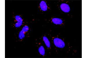 Proximity Ligation Assay (PLA) image for anti-Ribosomal Protein S6 Kinase, 90kDa, Polypeptide 3 (RPS6KA3) (AA 2-95) antibody (ABIN519891)