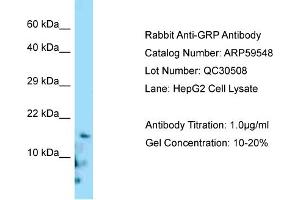 Western Blotting (WB) image for anti-Gastrin-Releasing Peptide (GRP) (C-Term) antibody (ABIN970840) (Gastrin-Releasing Peptide 抗体  (C-Term))