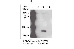 A. (CYP3A5 抗体  (C-Term))