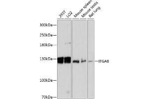 Western blot analysis of extracts of various cell lines, using ITG antibody (ABIN6133034, ABIN6142568, ABIN6142569 and ABIN6216902) at 1:3000 dilution. (ITGA8 抗体  (AA 907-1000))