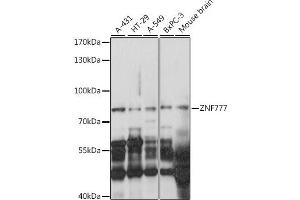 Western blot analysis of extracts of various cell lines, using ZNF777 antibody (ABIN7271532) at 1:1000 dilution. (ZNF777 抗体  (AA 532-831))