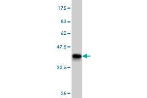 Western Blotting (WB) image for anti-Peptidylprolyl Isomerase E (Cyclophilin E) (PPIE) (AA 2-100) antibody (ABIN564550)