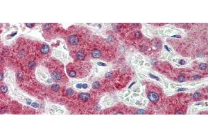 Immunohistochemistry with Human Liver cell lysate tissue at an antibody concentration of 5. (HSD11B1 抗体  (N-Term))