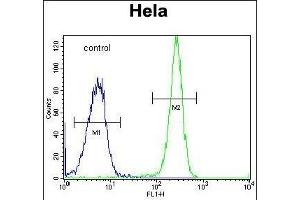 HYAL2 Antibody (C-term) (ABIN654687 and ABIN2844379) flow cytometric analysis of Hela cells (right histogram) compared to a negative control cell (left histogram). (HYAL2 抗体  (C-Term))