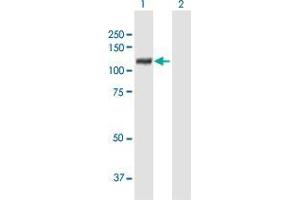 Western Blot analysis of XPOT expression in transfected 293T cell line by XPOT MaxPab polyclonal antibody. (XPOT 抗体  (AA 1-962))