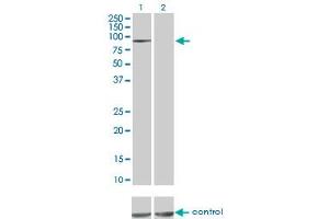 Western blot analysis of MAP4K5 over-expressed 293 cell line, cotransfected with MAP4K5 Validated Chimera RNAi (Lane 2) or non-transfected control (Lane 1). (MAP4K5 抗体  (AA 361-470))