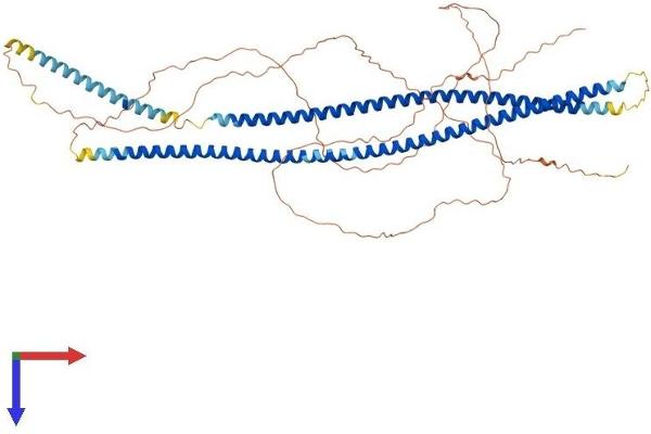 Cytokeratin 2 Protein (AA 1-638) (His tag)