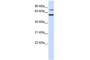 WB Suggested Anti-WDR51B Antibody Titration: 0. (POC1B 抗体  (N-Term))