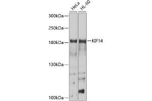 Western blot analysis of extracts of various cell lines, using KIF14 antibody (ABIN6129691, ABIN6142854, ABIN6142855 and ABIN6214465) at 1:1000 dilution. (KIF14 抗体  (AA 1399-1648))