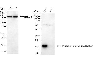Western blotting analysis using phospho-Histone H2A. (Recombinant H2AFX 抗体  (H2A.XS139ph))