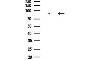 Western blot analysis of lysates from Hela cells(starvation,24h treatment), using DYR1A Antibody at 1/1000 dilution.