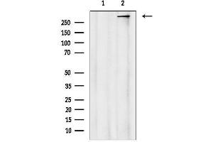 anti-Centromere Protein F (CENPF) (C-Term) antibody