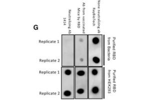 Dot blot analyses comparing recognition of recombinant RBD purified from bacteria or HEK293 to different RBD-targeted antibodies (e. (SARS-CoV-2 Spike S1 抗体  (RBD))