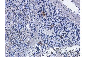 Immunohistochemical staining of rat spleens using anti-CD25 antibody  Formalin fixed rat spleen slices were were stained with a  at 5 µg/ml. (Recombinant IL2RA (Basiliximab Biosimilar) 抗体)