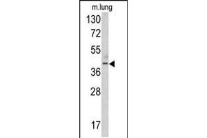 Western blot analysis of TDG antibody in mouse lung tissue lysates (35ug/lane) (TDG 抗体  (N-Term))