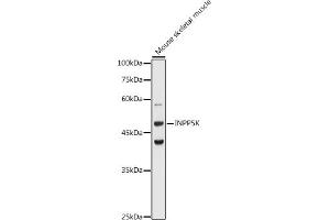 Western blot analysis of extracts of Mouse skeletal muscle, using INPP5K antibody (ABIN6132112, ABIN6142473, ABIN6142474 and ABIN6223771) at 1:1000 dilution. (INPP5K 抗体  (AA 149-448))