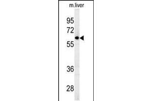 Western blot analysis in mouse liver tissue lysates (15ug/lane). (FBXO9 抗体  (C-Term))