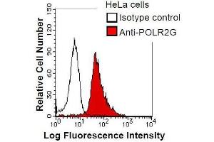 HeLa cells were fixed in 2% paraformaldehyde/PBS and then permeabilized in 90% methanol. (POLR2G 抗体)