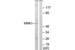 Western blot analysis of extracts from NIH-3T3 cells, using MNK1 (Ab-255) Antibody. (MKNK1 抗体  (AA 221-270))