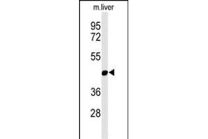Western blot analysis of  Antibody (N-term) (ABIN653752 and ABIN2843052) in mouse liver tissue lysates (35 μg/lane).