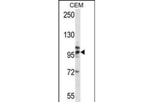 TLR2 Antibody (Center) (ABIN657617 and ABIN2846613) western blot analysis in CEM cell line lysates (35 μg/lane). (TLR2 抗体  (AA 281-310))
