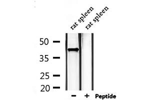 Western blot analysis of extracts from rat spleen, using EDG1 Antibody. (S1PR1 抗体  (Internal Region))