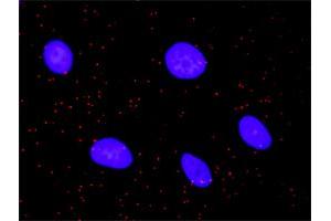 Proximity Ligation Assay (PLA) image for anti-serine/threonine Kinase 4 (STK4) (AA 391-485) antibody (ABIN563051)