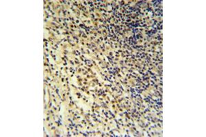 Immunohistochemistry (Paraffin-embedded Sections) (IHC (p)) image for anti-Lipoprotein-Associated phospholipase A2 (Lp-PLA2) (AA 200-228) antibody (ABIN653776)