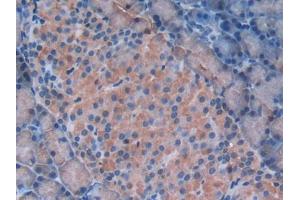 DAB staining on IHC-P; Samples: Rat Pancreas Tissue (Galectin 9 抗体  (AA 194-322))