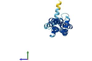 AlphaFold protein structure predicition of Human Recombinant TMEM126A Protein, UniprotID Q9H061