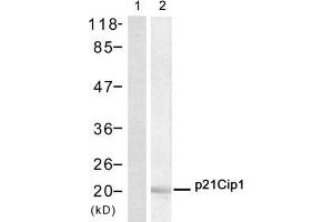 Western blot analysis of extract from Hela cell, using p21Cip1 (Ab-145) Antibody (E021149, Lane 1 and 2). (p21 抗体)