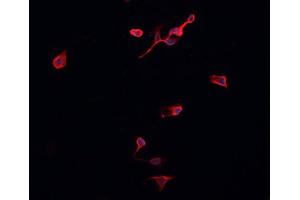ABIN6276954 staining HepG2? (Peroxiredoxin 2 抗体  (C-Term))
