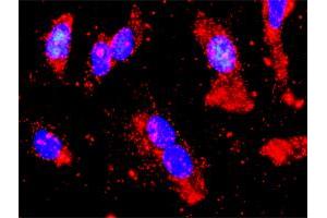 Proximity Ligation Analysis of protein-protein interactions between STK11 and PRKAA2. (LKB1 抗体  (AA 1-433))