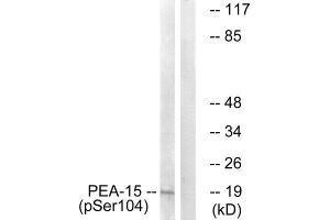 Western Blotting (WB) image for anti-phosphoprotein Enriched in Astrocytes 15 (PEA15) (pSer104) antibody (ABIN1847322) (PEA15 抗体  (pSer104))