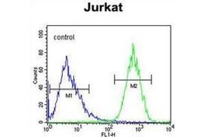 Flow cytometric analysis of Jurkat cells (right histogram) compared to a negative control cell (left histogram) using PRRG3  Antibody , followed by FITC-conjugated goat-anti-rabbit secondary antibodies. (PRRG3 抗体  (Middle Region))