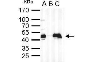 Immunoprecipitation (IP) image for anti-POU Class 5 Homeobox 1 (POU5F1) antibody (ABIN2855068)